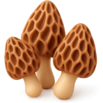 ¿Qué hongo gourmet tiene forma de panal?