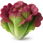 ¿Qué lechuga roja usas en ensaladas?