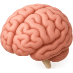 ¿Qué órgano controla el cuerpo?