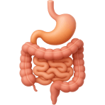 ¿Qué sistema procesa la comida?