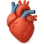 ¿Qué órgano bombea la sangre?