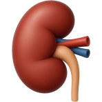 ¿Qué órgano filtra la sangre y produce orina?