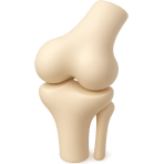 ¿Qué articulación dobla la pierna?