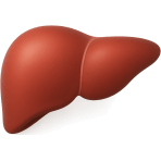 ¿Qué órgano filtra toxinas?