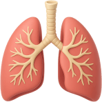 ¿Qué órgano te ayuda a respirar?
