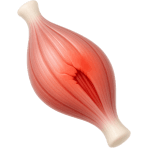 ¿Qué lesión ocurre cuando estiras demasiado un músculo?
