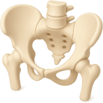 ¿Qué estructura ósea sostiene los órganos reproductivos?