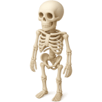 ¿Cómo se llama el conjunto de huesos del cuerpo?