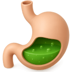 ¿Qué órgano digiere la comida?