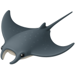 ¿Qué raya gigante nada elegantemente?