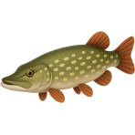 ¿Qué pez depredador tiene dientes afilados?